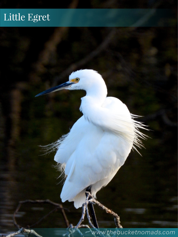 No Egrets